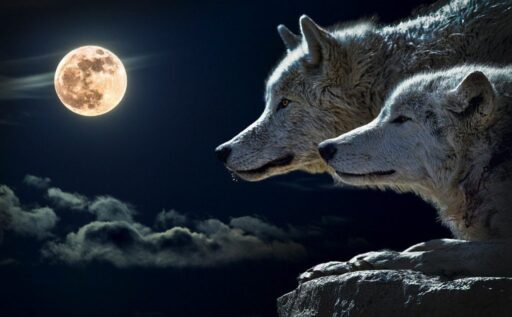 Lobos blancos mirando la luna llena en un risco.